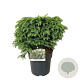 Picea a. 'Nidiformis' 40-50 cm 6L