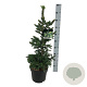 Picea a. 'Will's Zwerg' 60-80 cm 6L