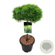 Pinus dens. 'Low Glow' 60 cm stam 15L