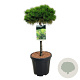 Pinus dens. 'Low Glow' 60 cm stam 15L