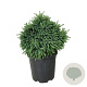Picea gl. 'Echiniformis' 40-50 cm 15L