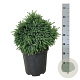 Picea gl. 'Echiniformis' 40-50 cm 15L