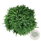 Picea gl. 'Echiniformis' 40-50 cm 15L