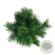 Pinus mugo 'Gnom' 20-25 cm