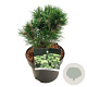 Pinus mugo 'Heideperle' 20-25 cm