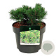 Pinus mugo 'Klosters Grun' 15-20 cm