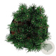 Pinus mugo 'Klosters Grun' 15-20 cm