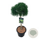 Pinus mugo 'Varella' 60 cm stam 15L