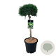 Pinus mugo 'Varella' 60 cm stam 15L