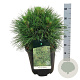 Pinus nigra 'Spielberg' 40-50 cm 15L