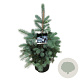 Picea pungens 'Edith' 50-60 cm 6L