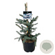 Picea pungens 'Fat Albert' 50-60 cm 6L
