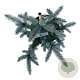 Picea pungens 'Hoopsii' 40-50 cm 6L