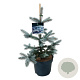 Picea pungens 'Hoopsii' 40-50 cm 6L
