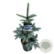 Picea pungens 'Hoopsii' 50-60 cm 6L
