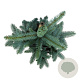 Picea pungens 'Hoopsii' 50-60 cm 6L
