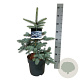 Picea pungens 'Hoopsii' 50-60 cm 6L