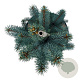 Picea pungens 'Iseli Fastigiate' 50-60 cm 6L