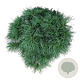 Pinus strobus 'Tiny Kurls' 40-50 cm 15L