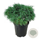 Pinus strobus 'Tiny Kurls' 40-50 cm 15L