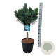 Pinus sylv. 'Watereri' 60 cm stam 15L