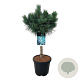 Pinus sylv. 'Watereri' 60 cm stam 15L