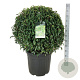Prunus l. 'Angustifolia' 80-90 cm cont. 55L extra