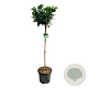 Prunus l. Etna 120-140 cm 30L