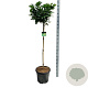 Prunus l. Etna 120-140 cm 30L