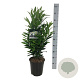 Prunus l. Renault Ace 60-80 cm 6L