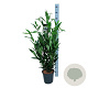 Prunus l. Renault Ace 80-100 cm 6L
