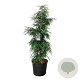Sequoia s. 'Winter Blue' 200-250 cm cont. 90L extra