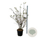 Stachyurus praecox 170-200 cm cont. 55L extra