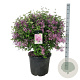 Syringa Bloomerang Dark Purple 60-80 cm cont. 55L bol extra