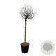 Syringa Bloomerang Pink Perfume 90 cm stam 15L