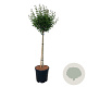 Syringa Bloomerang Pink Perfume 90 cm stam 15L
