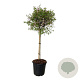 Syringa Bloomerang Pink Perfume 90 cm stam 30L