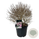 Syringa meyeri 'Palibin' 50-60 cm 30L extra