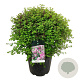 Syringa meyeri 'Palibin' 50-60 cm 30L extra