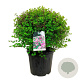 Syringa meyeri 'Palibin' 50-60 cm 30L extra