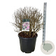 Syringa meyeri 'Palibin' 60-80 cm cont. 55L bol extra