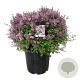 Syringa meyeri 'Palibin' 60-80 cm cont. 55L bol extra