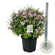 Syringa Sugar Plum Fairy 60-80 cm cont. 55L bol extra