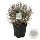 Syringa Sugar Plum Fairy 60-80 cm cont. 55L bol extra