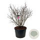 Syringa v. 'And. an Ludwig Späth' 125-150 cm cont. 230L solitair