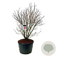 Syringa v. 'And. an Ludwig Späth' 150-175 cm cont. 230L solitair