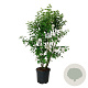 Syringa v. Beauty of Moscow 170-200 cm cont. 55L extra
