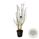 Syringa v. Beauty of Moscow 170-200 cm cont. 55L extra
