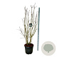 Syringa v. Beauty of Moscow 170-200 cm cont. 55L extra