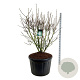 Syringa v. 'Mme Lemoine' 150-175 cm cont. 230L solitair